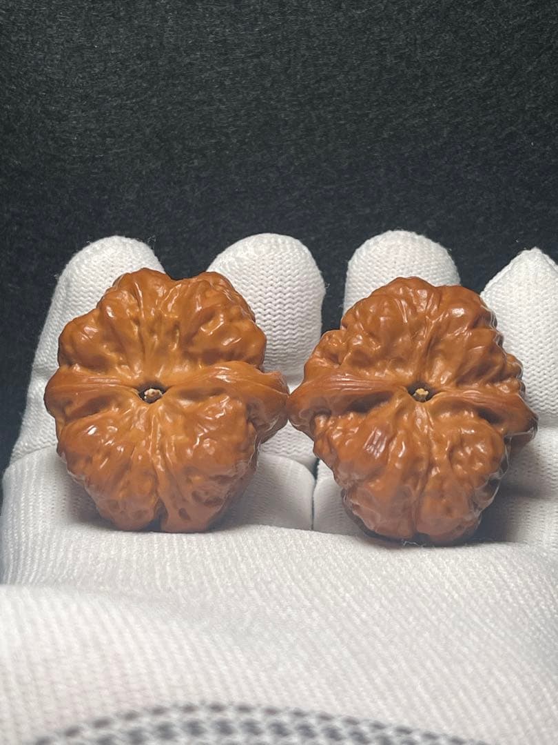 【育成1年目】延慶蝦蟇頭42mm