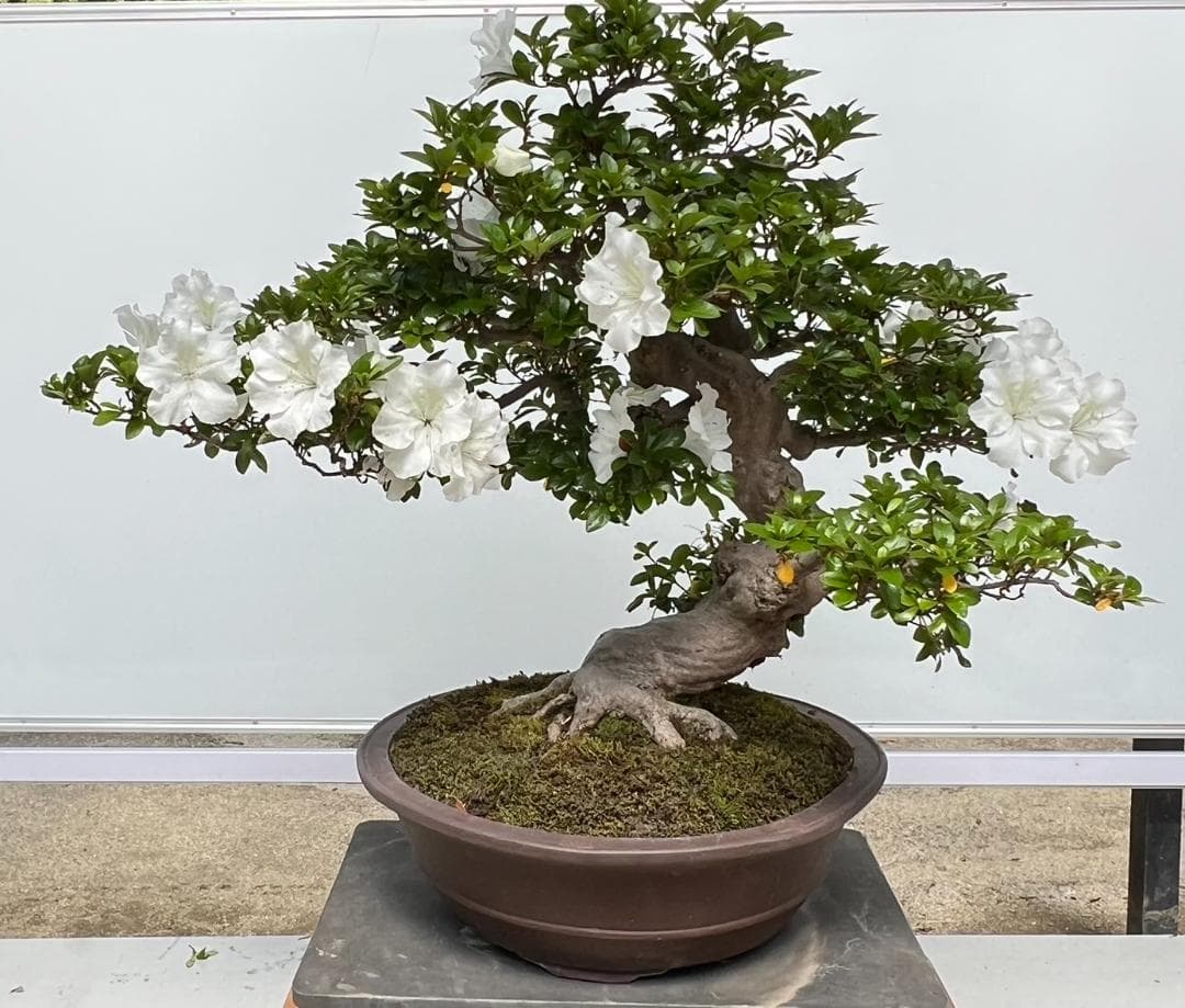 さつきＧ　華宝　超曲木