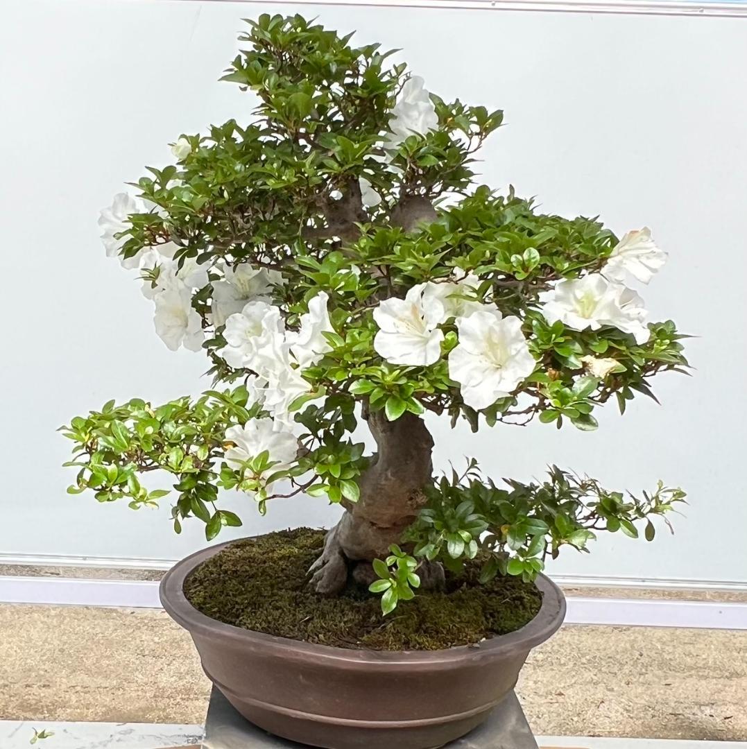 さつきＧ　華宝　超曲木