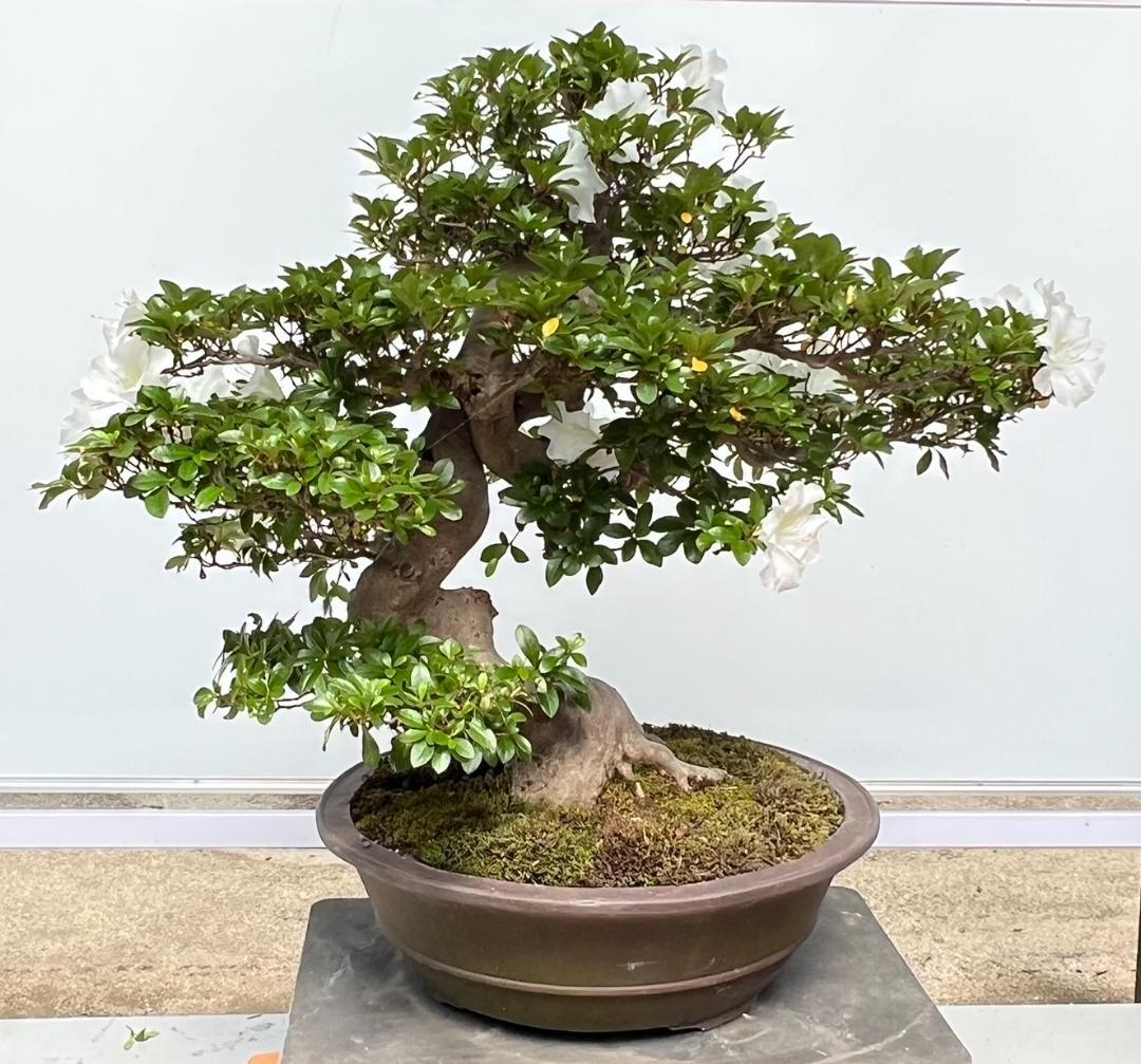 さつきＧ　華宝　超曲木