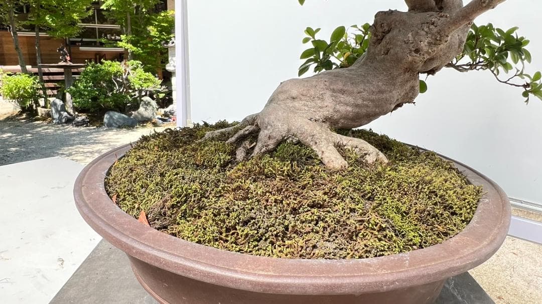 さつきＧ　華宝　超曲木