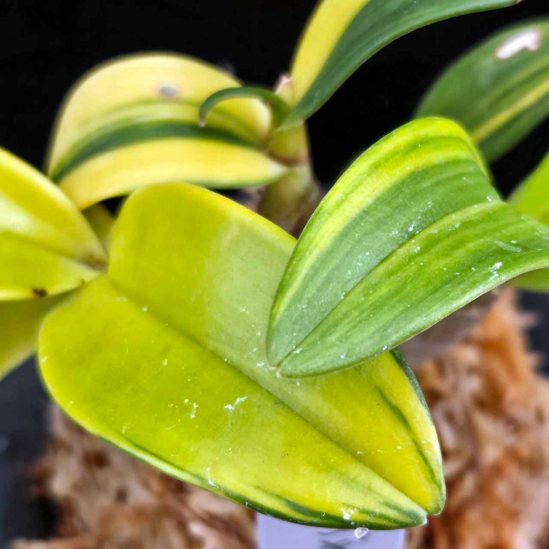 ✨️Den. ギンギアナム縞柄進化系✨️ 最上株をお届け