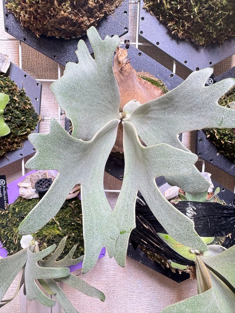 Anapat#1、Sevenmoon、Celso mix ビカクシダ