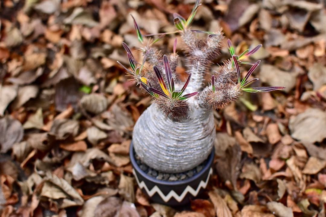 【tomi様】【休眠中】パキポディウム・グラキリス 現地球 VALIEM⑤