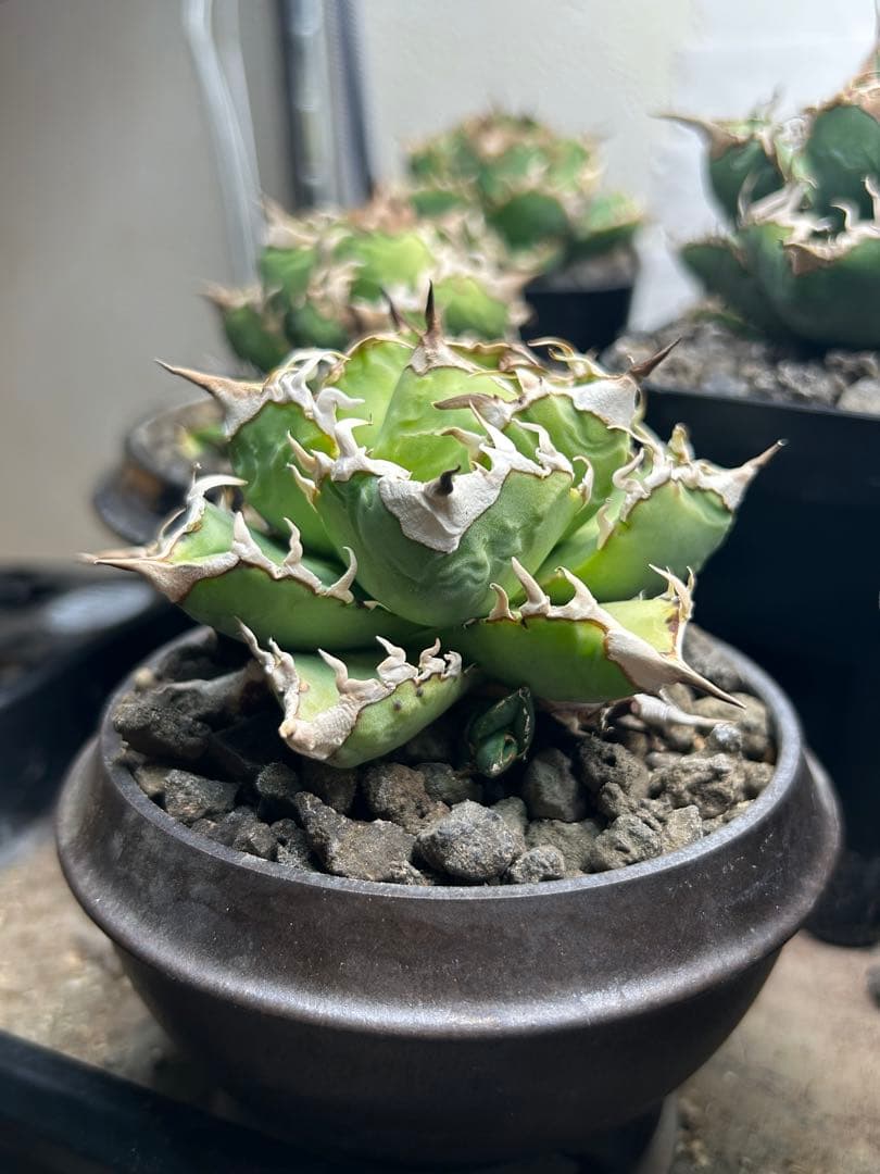 アガベ清櫻　コレクション株。子株、鉢付き