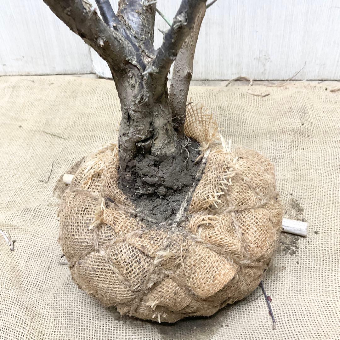 鹿児島紅梅　　梅　/ 37