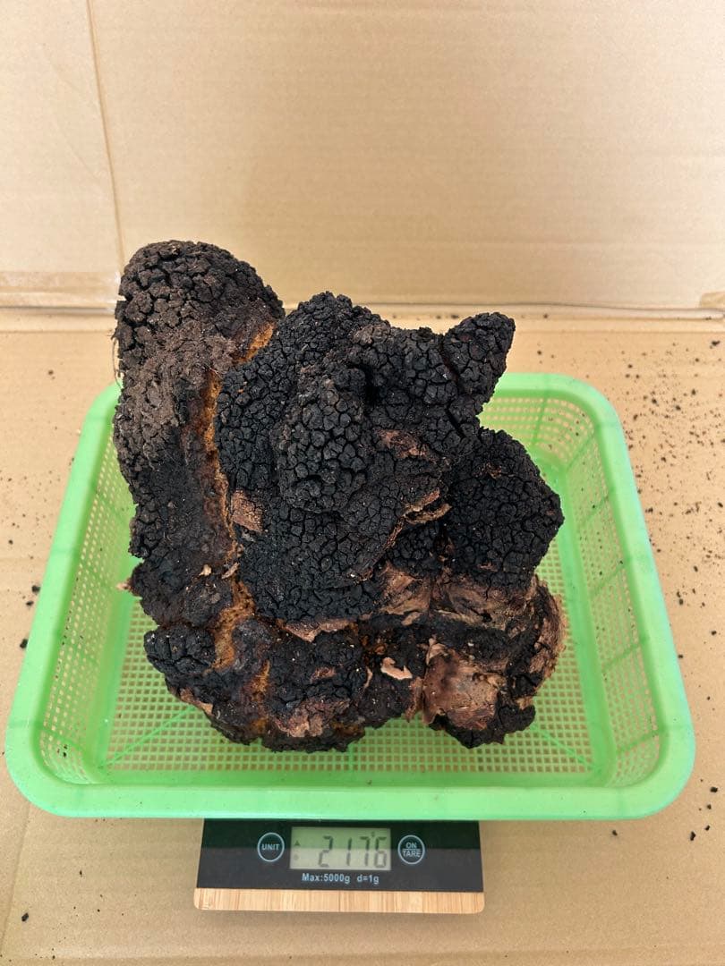 【北海道産】カバノアナタケ2キロ