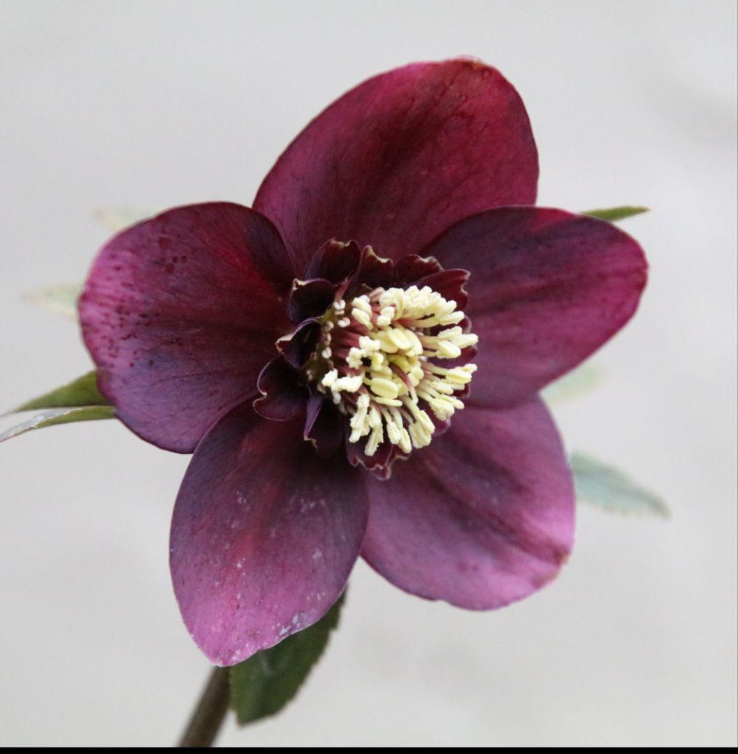 メ*6様 クリスマスローズ 紅sd 若泉ファーム