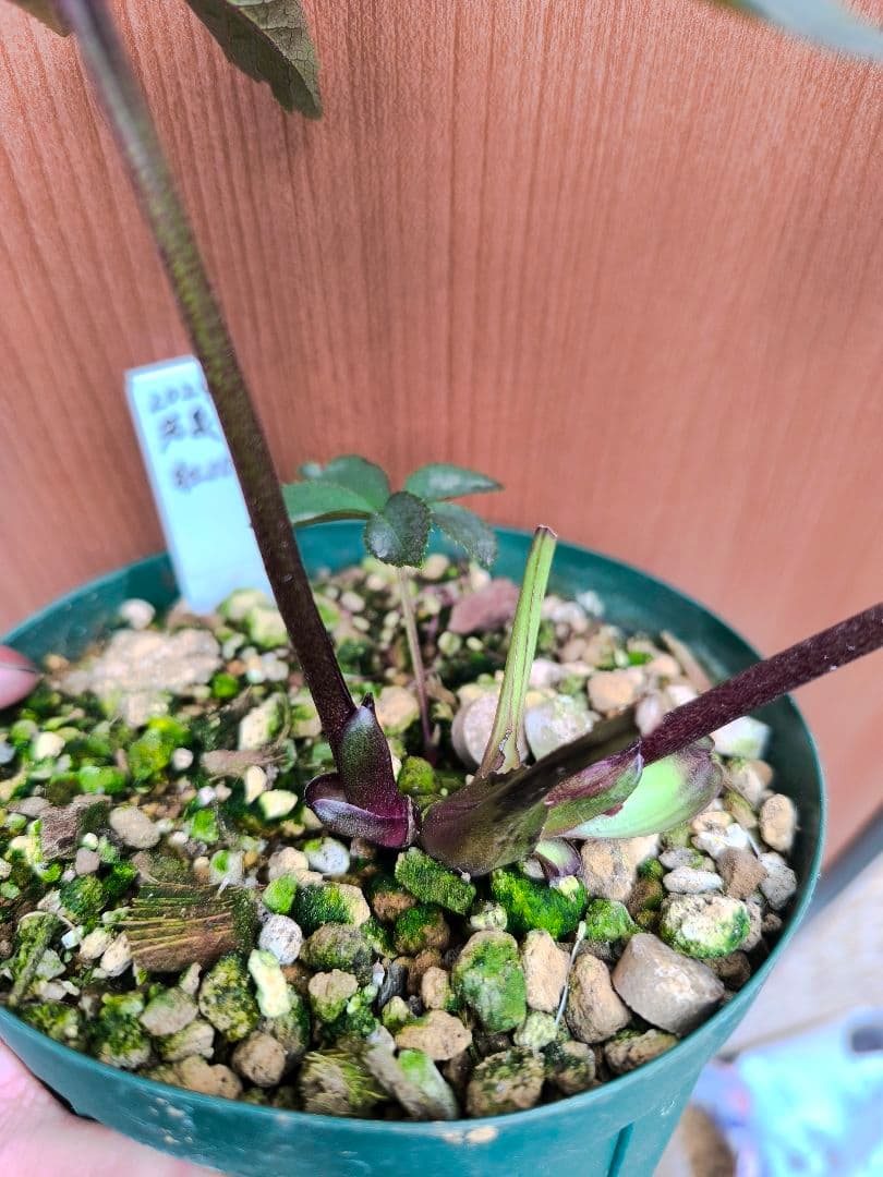 メ*6様 クリスマスローズ 紅sd 若泉ファーム