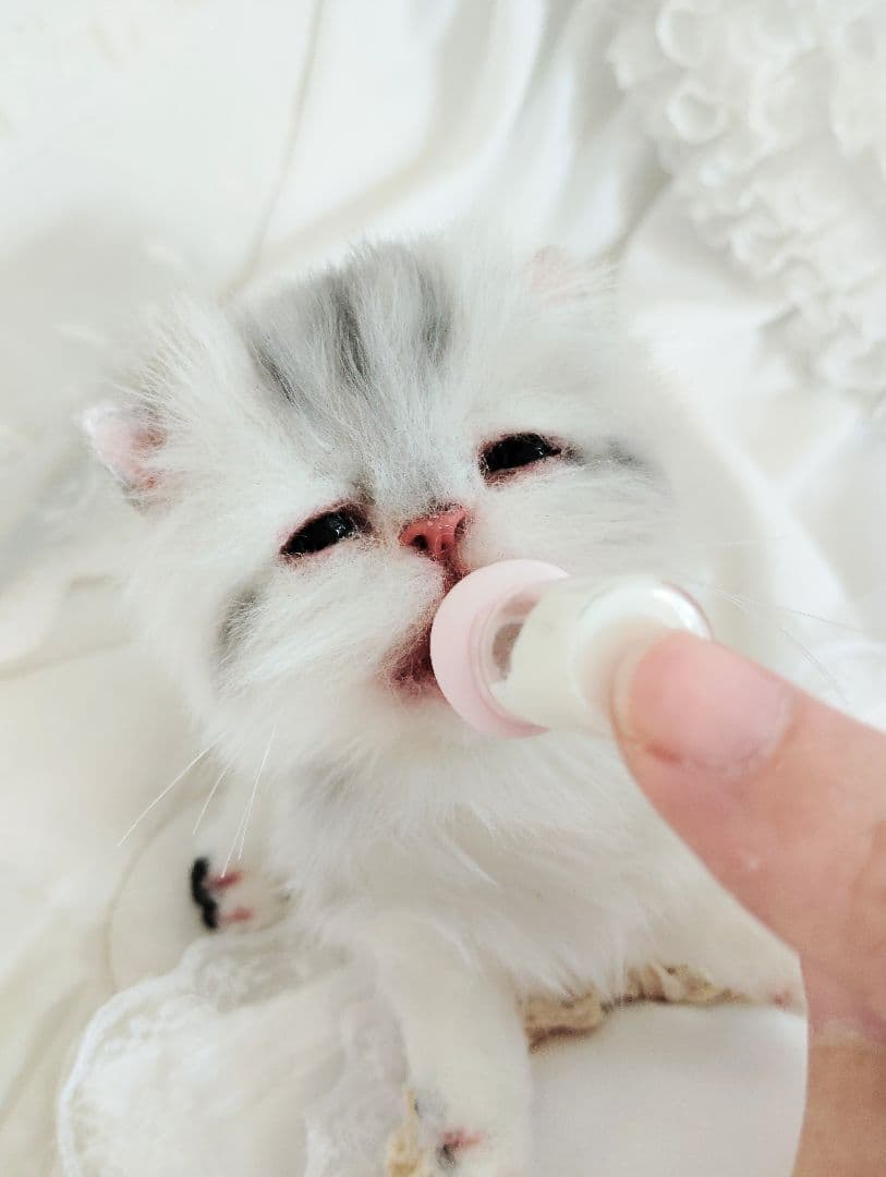 生後２週間♡お世話セット♡チンチラ子猫ちゃん♡アートドール♡ぬいぐるみ♡