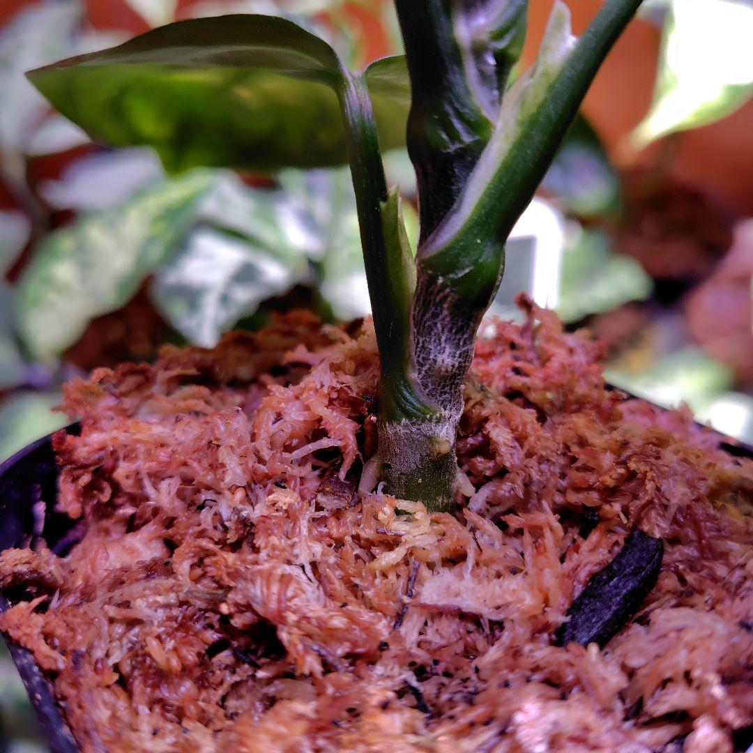 柳緑花紅　Aglaonema pictum