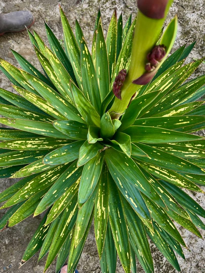 ユッカグロリオサ　散り斑入り　分頭！？子株も有り　芋付き　直接取り引きのみ