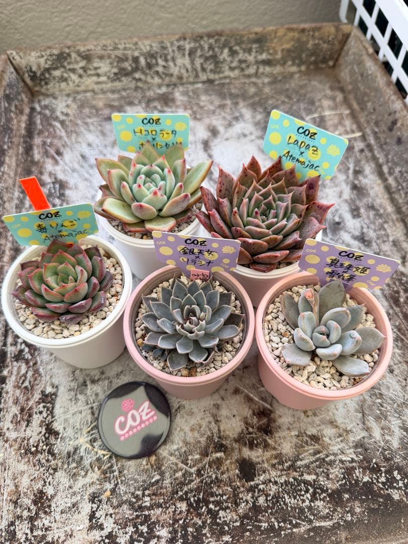 COZ苗セット(メルカリ版)