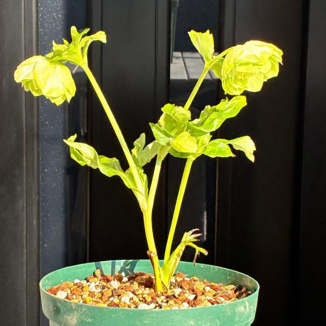 i*u様 3436☘️花タグ付☘️鶯利休⭐️しっかりカラー⭐️コロコロカップ⭐️