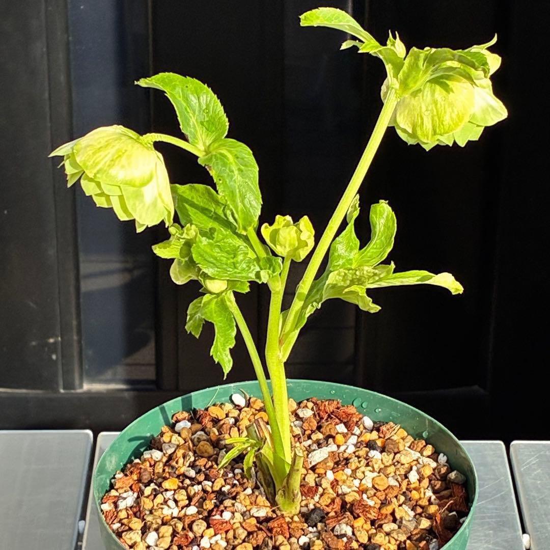 i*u様 3436☘️花タグ付☘️鶯利休⭐️しっかりカラー⭐️コロコロカップ⭐️