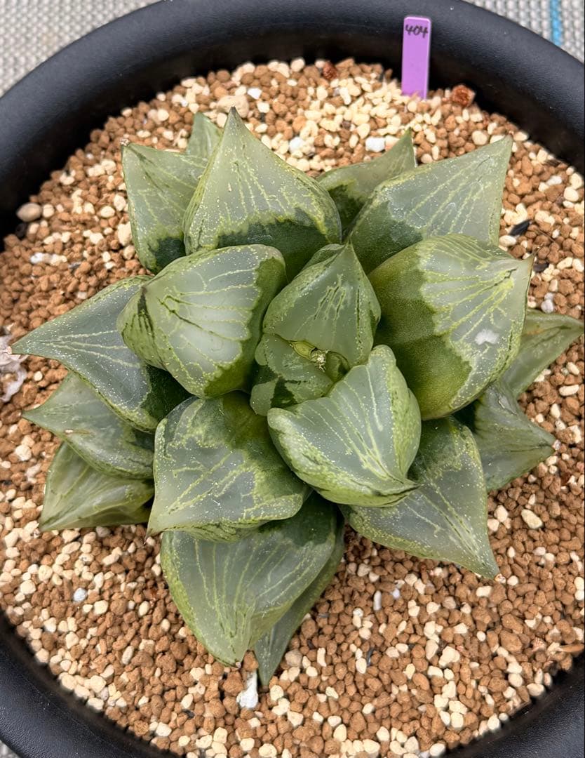 ハオルチア　大型裏般若　迫力のある株