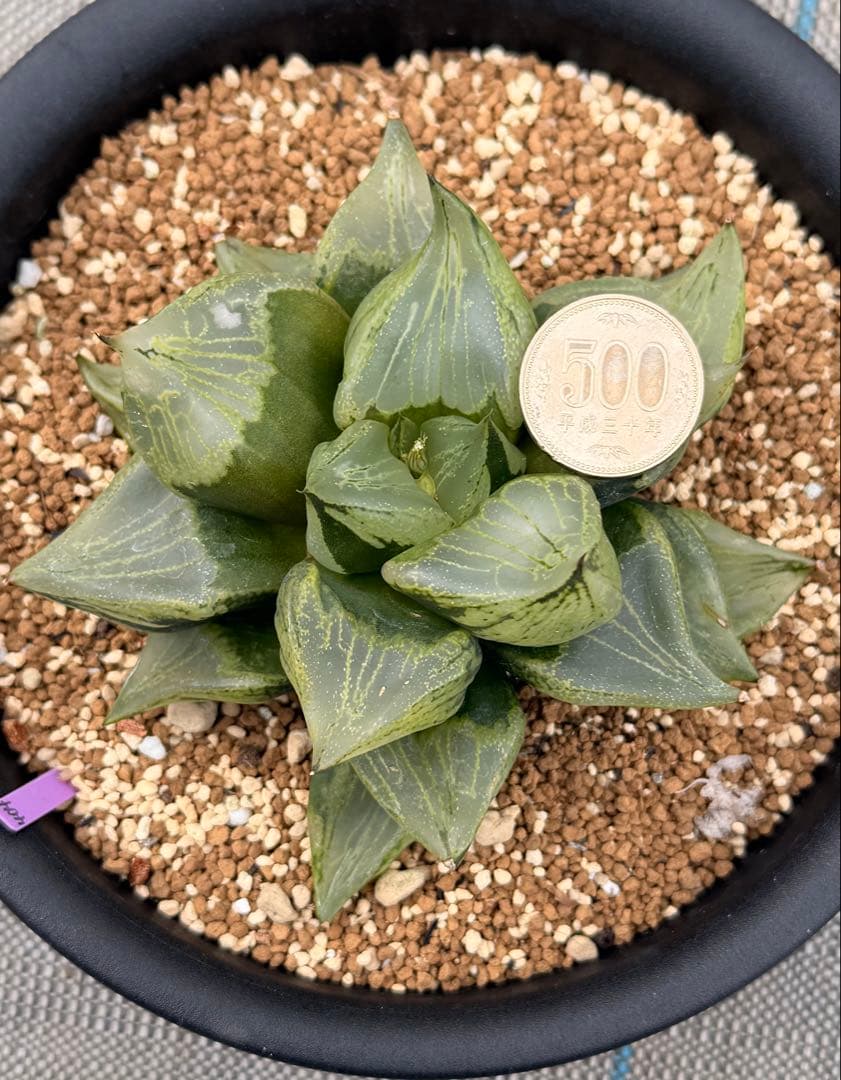 ハオルチア　大型裏般若　迫力のある株