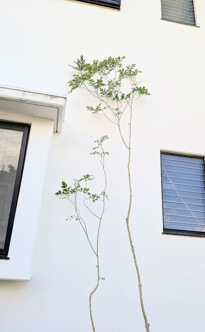 引き取り限定。4mの根上りアオダモ。