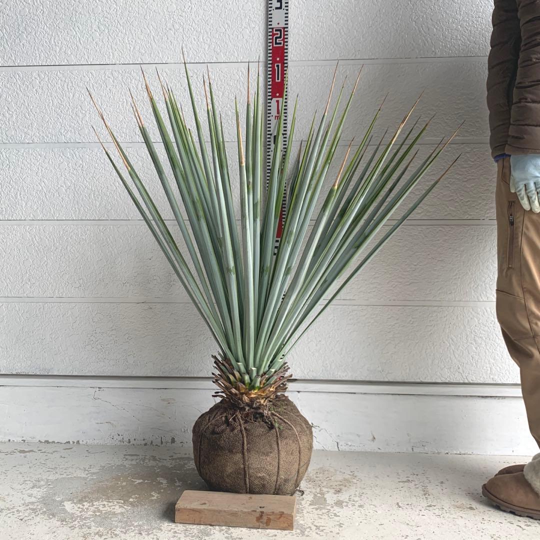 ユッカ　リギダ　【耐寒性/ロストラータ/ドライガーデン/ロックガーデン 】17