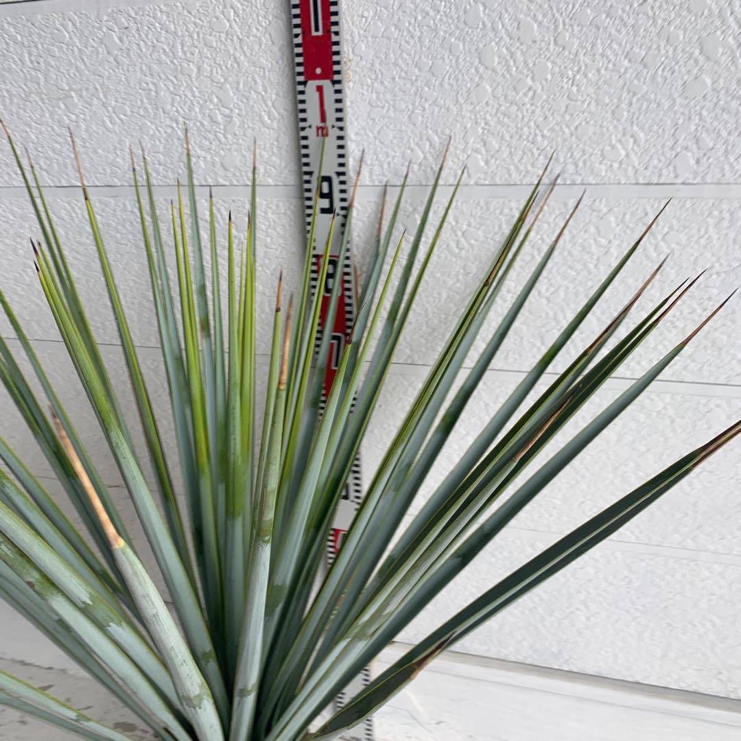 ユッカ　リギダ　【耐寒性/ロストラータ/ドライガーデン/ロックガーデン 】17