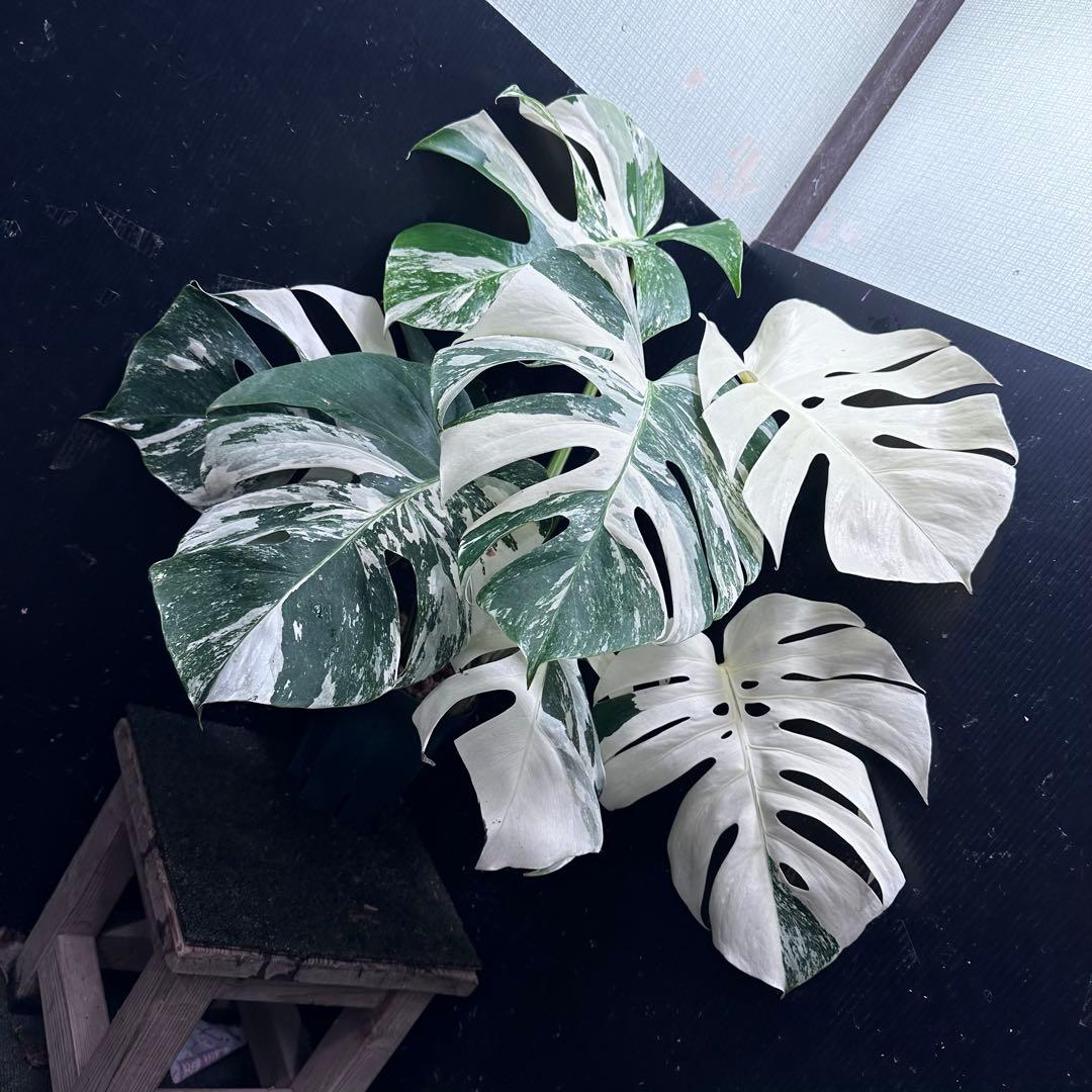 ロ*ン様 斑入りモンステラ ホワイトタイガー極美大株61cm白斑多
