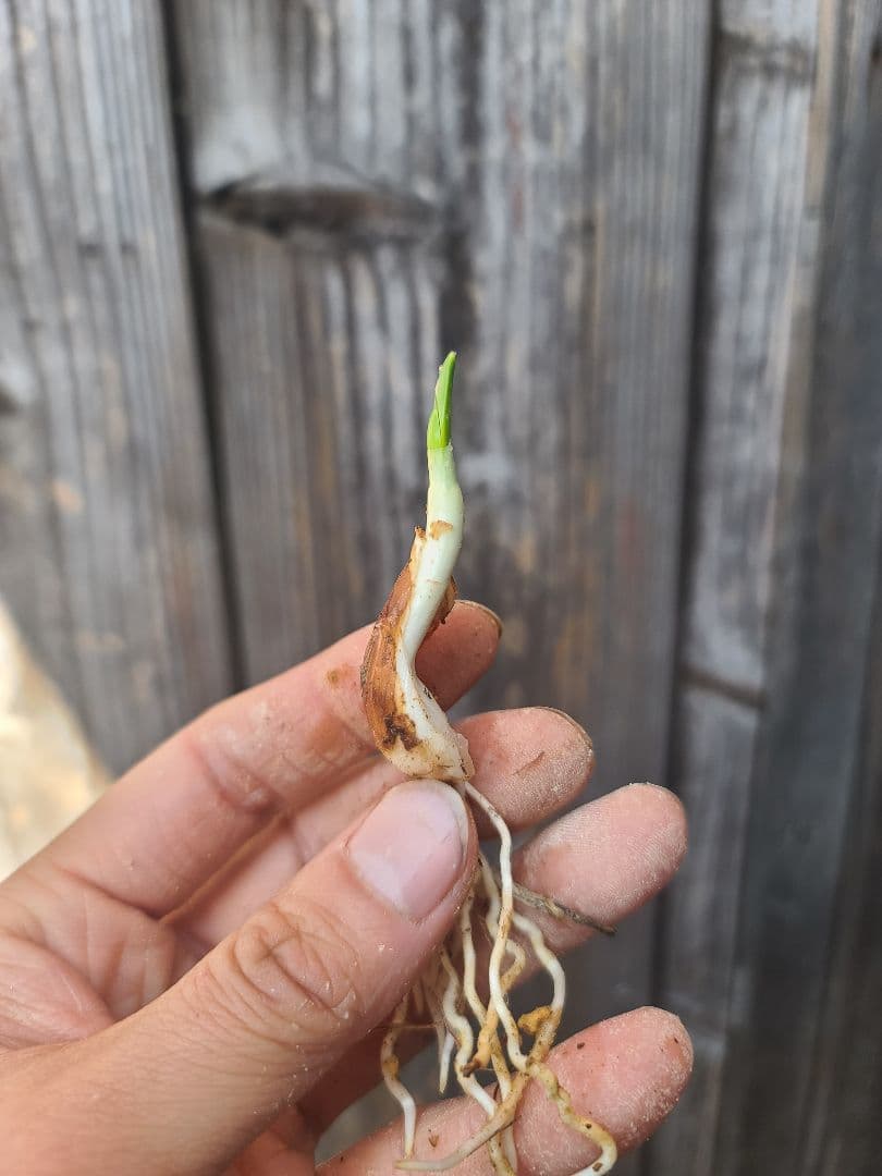 花 paramongaia weberbaueri