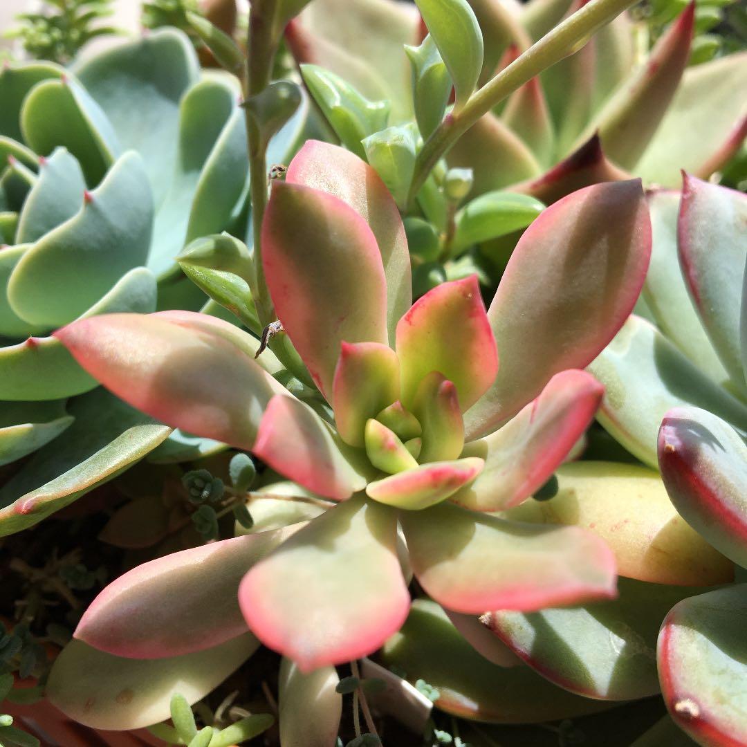 美斑❣️ミニベル錦❣️カット苗　1本  エケベリア