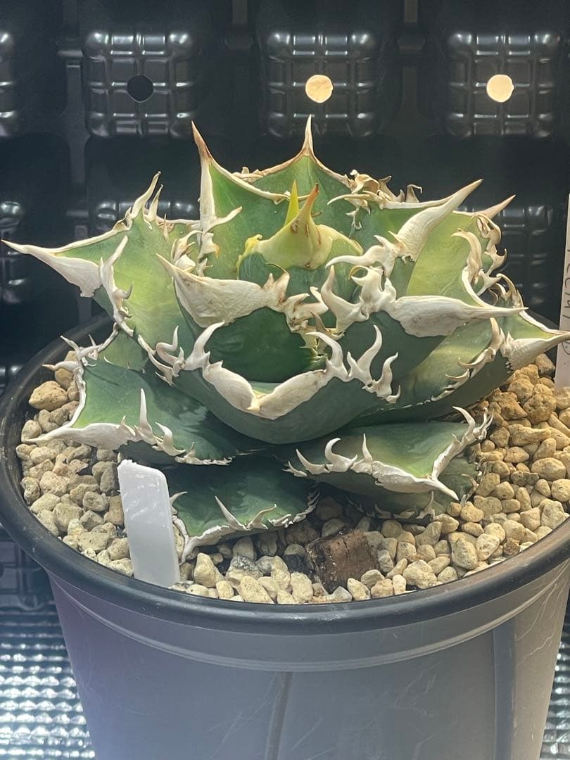 アガベ　チタノタ　ホオジロザメ　大白鯊　CJスペシャル ①