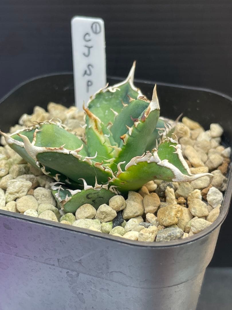 アガベ　チタノタ　ホオジロザメ　大白鯊　CJスペシャル ①