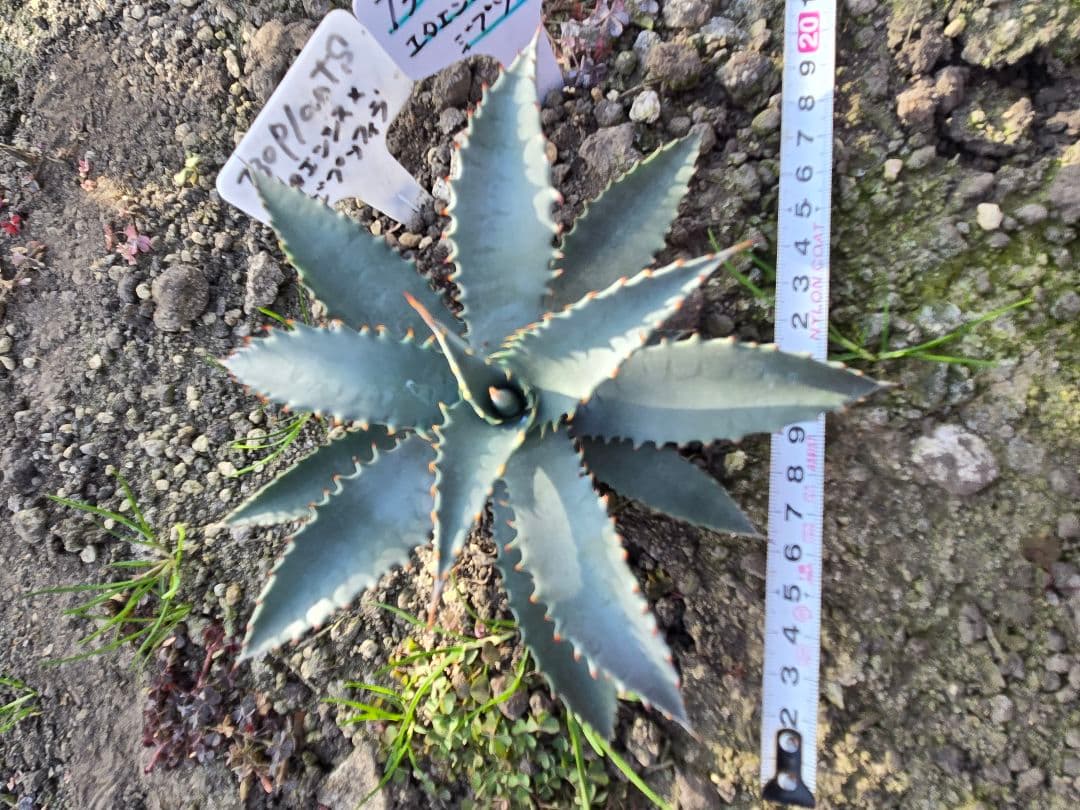 アガベ　ユタエンシスネバデンシス✕ジプソフィラ