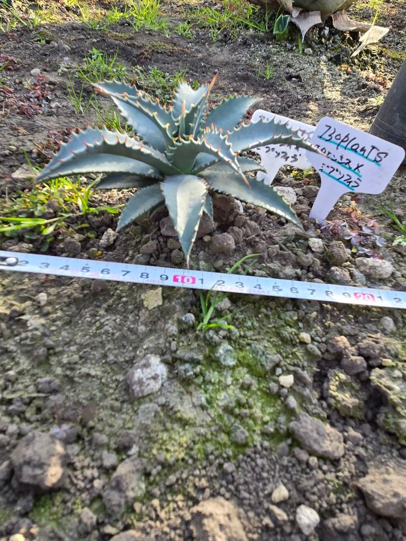 アガベ　ユタエンシスネバデンシス✕ジプソフィラ