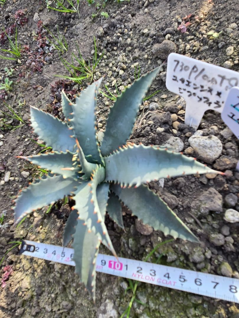 アガベ　ユタエンシスネバデンシス✕ジプソフィラ