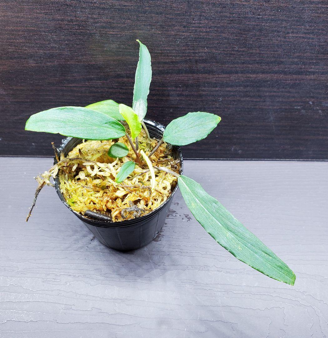 ホマロメナ sp. Greennarrow mamasa スラウェシ　カミハタ便