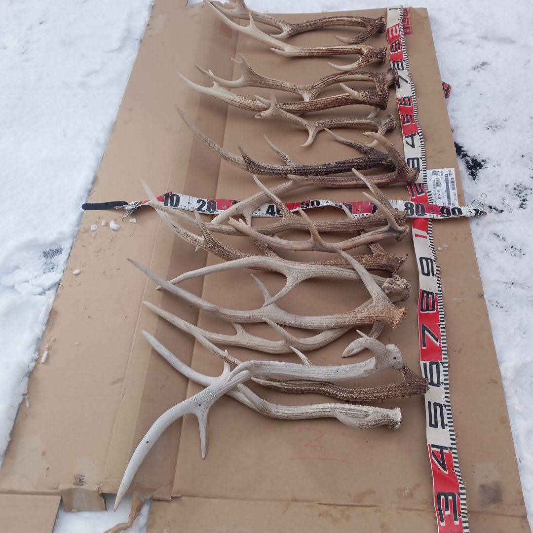 S*i様 蝦夷鹿の角　犬用おもちゃ 工芸品などに4番