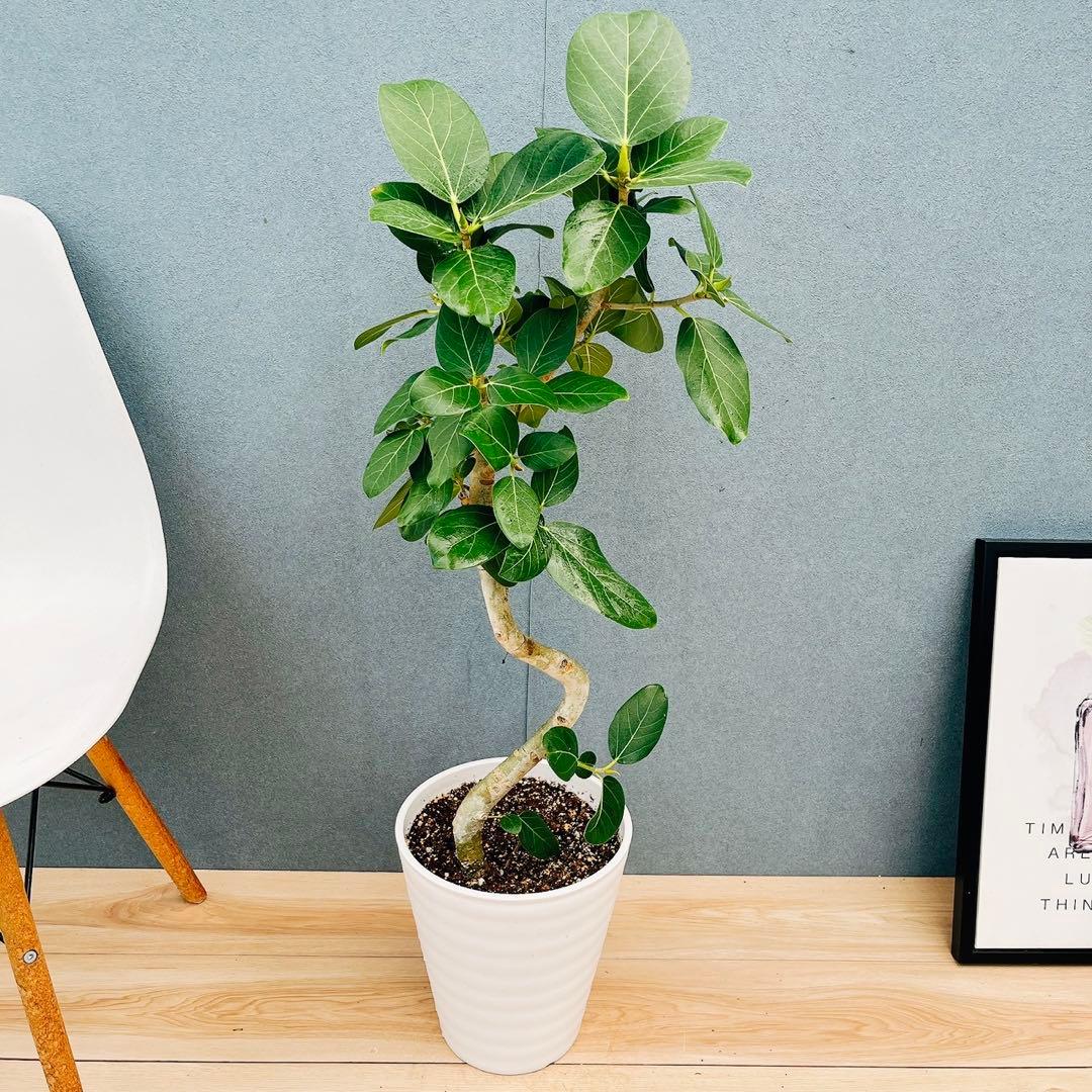 ￼ ［現品］B フィカス　ベンガレンシス　曲がり 8号　観葉植物　室内　大型