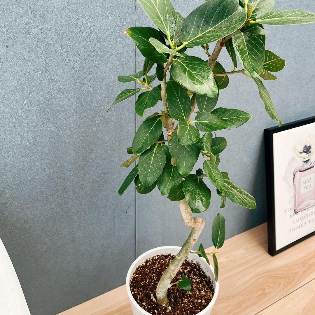￼ ［現品］B フィカス　ベンガレンシス　曲がり 8号　観葉植物　室内　大型