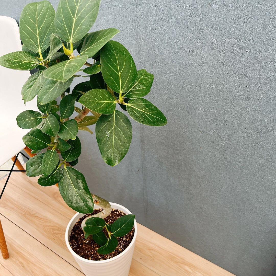 ￼ ［現品］B フィカス　ベンガレンシス　曲がり 8号　観葉植物　室内　大型