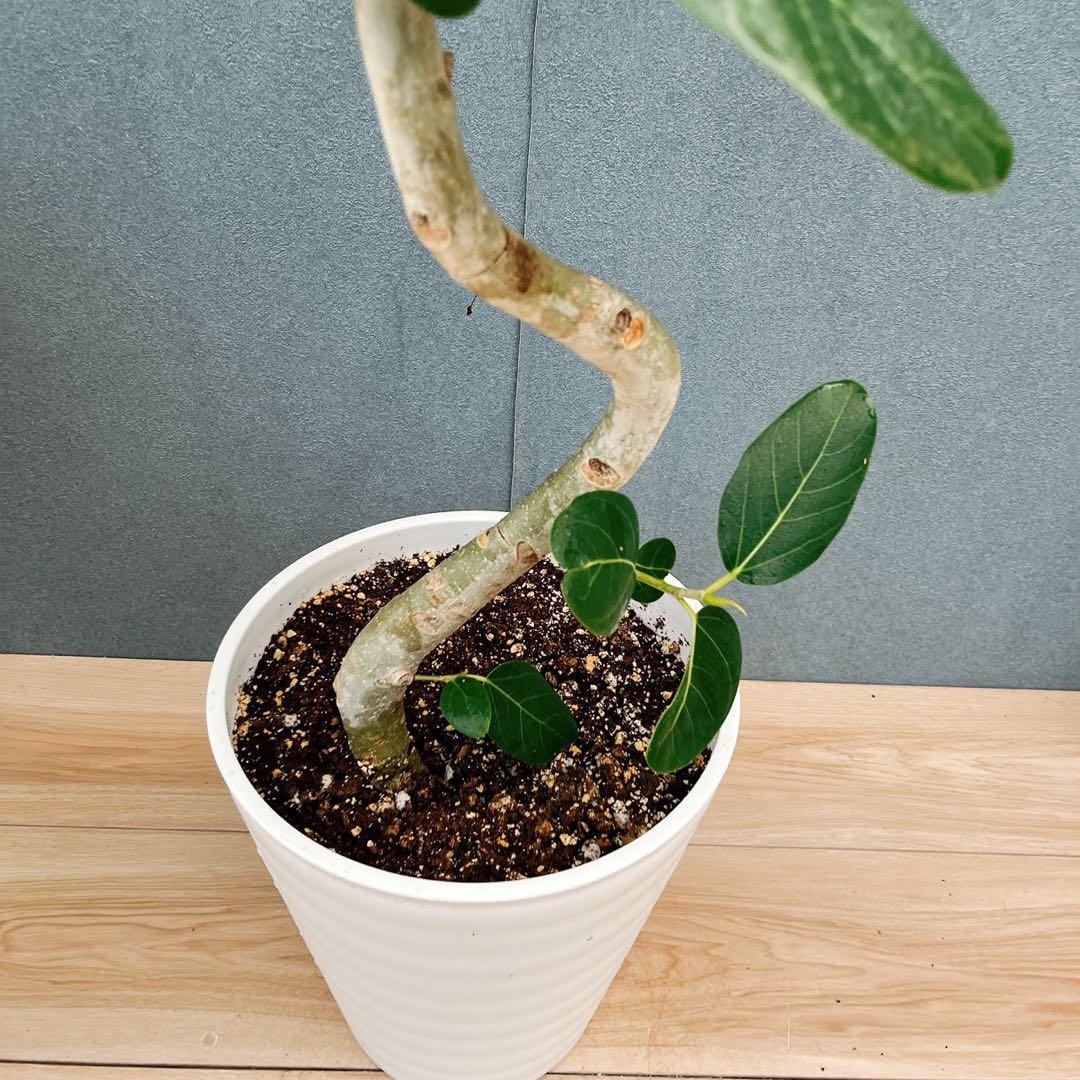 ￼ ［現品］B フィカス　ベンガレンシス　曲がり 8号　観葉植物　室内　大型