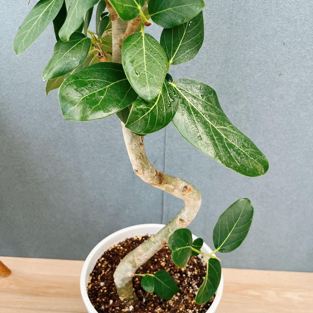 ￼ ［現品］B フィカス　ベンガレンシス　曲がり 8号　観葉植物　室内　大型
