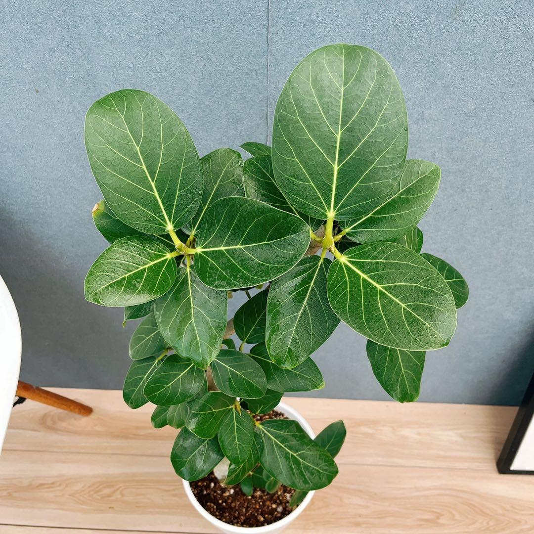 ￼ ［現品］B フィカス　ベンガレンシス　曲がり 8号　観葉植物　室内　大型