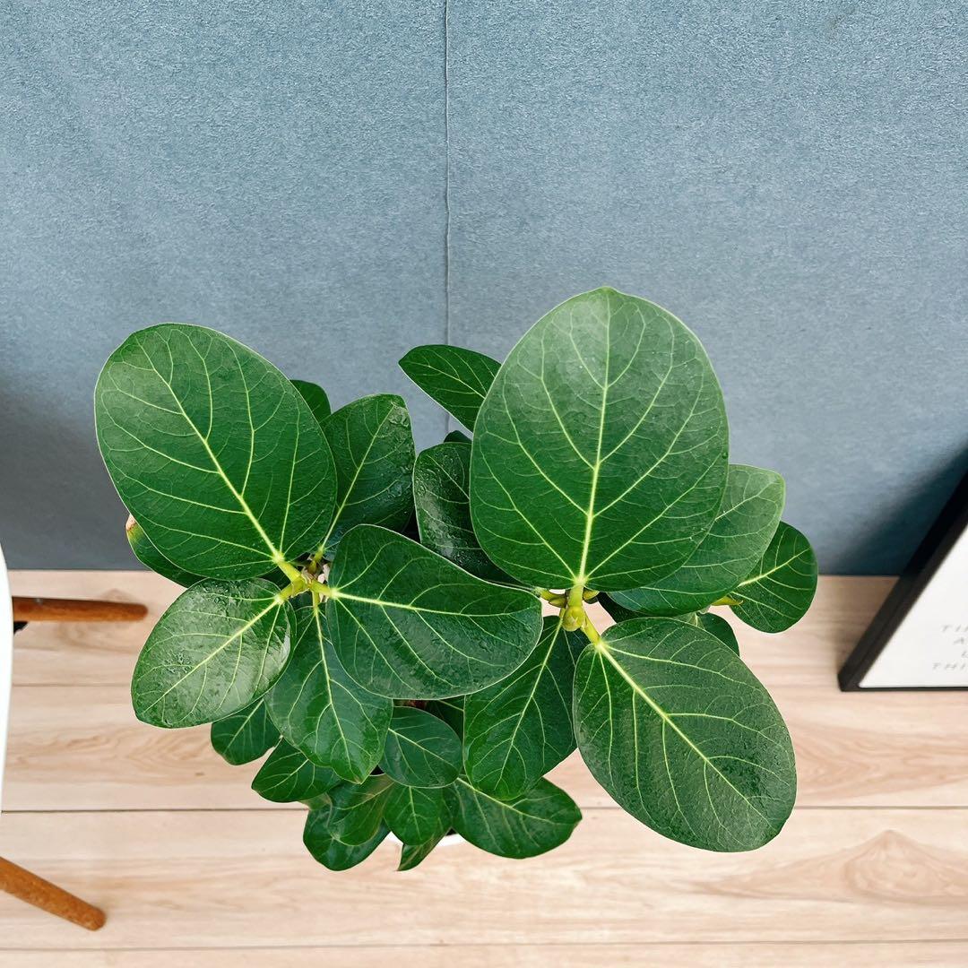 ￼ ［現品］B フィカス　ベンガレンシス　曲がり 8号　観葉植物　室内　大型