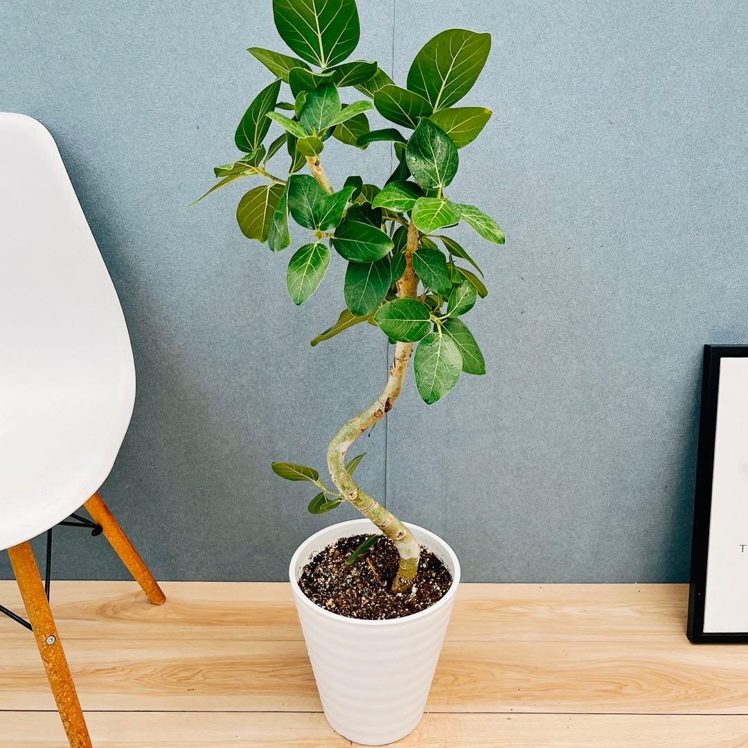 ￼ ［現品］B フィカス　ベンガレンシス　曲がり 8号　観葉植物　室内　大型