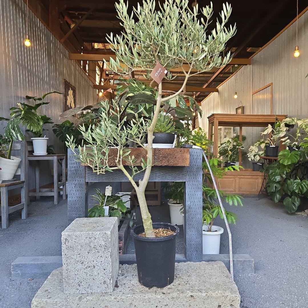 ⑪　オリーブの木　souju 「ピクアル」８号　特大苗木最高等級極上品‼️