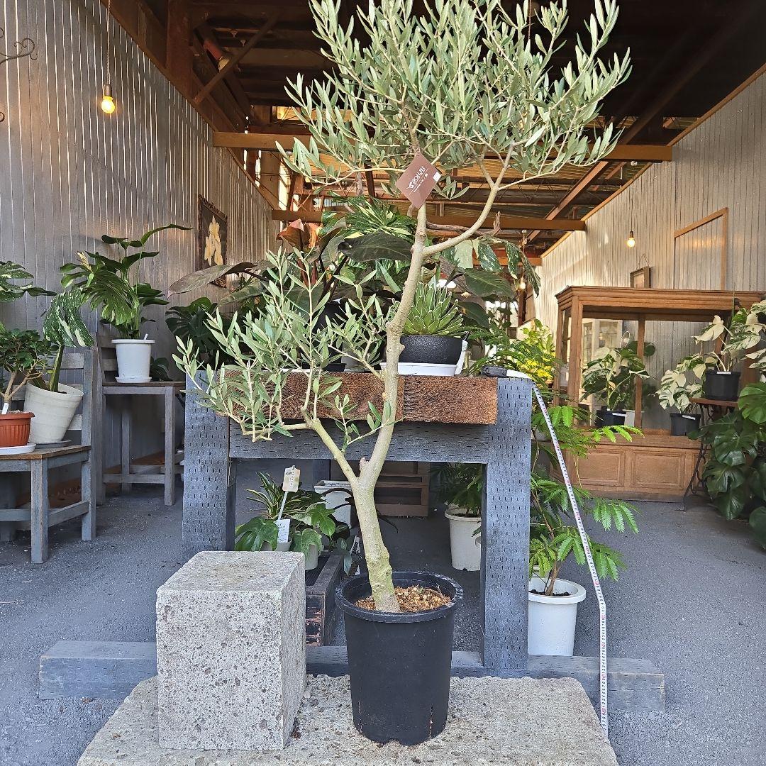 ⑪　オリーブの木　souju 「ピクアル」８号　特大苗木最高等級極上品‼️
