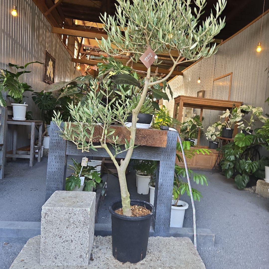 ⑪　オリーブの木　souju 「ピクアル」８号　特大苗木最高等級極上品‼️