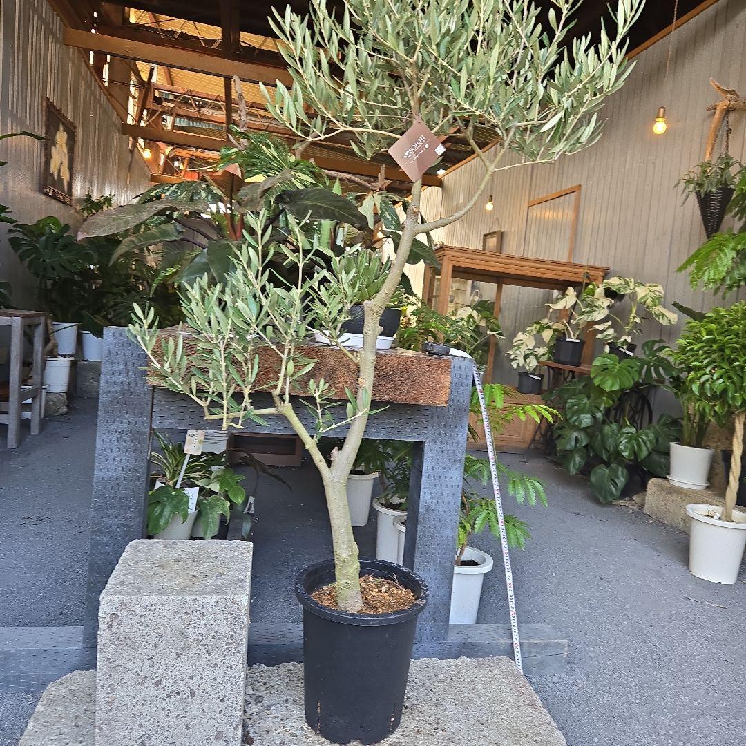 ⑪　オリーブの木　souju 「ピクアル」８号　特大苗木最高等級極上品‼️