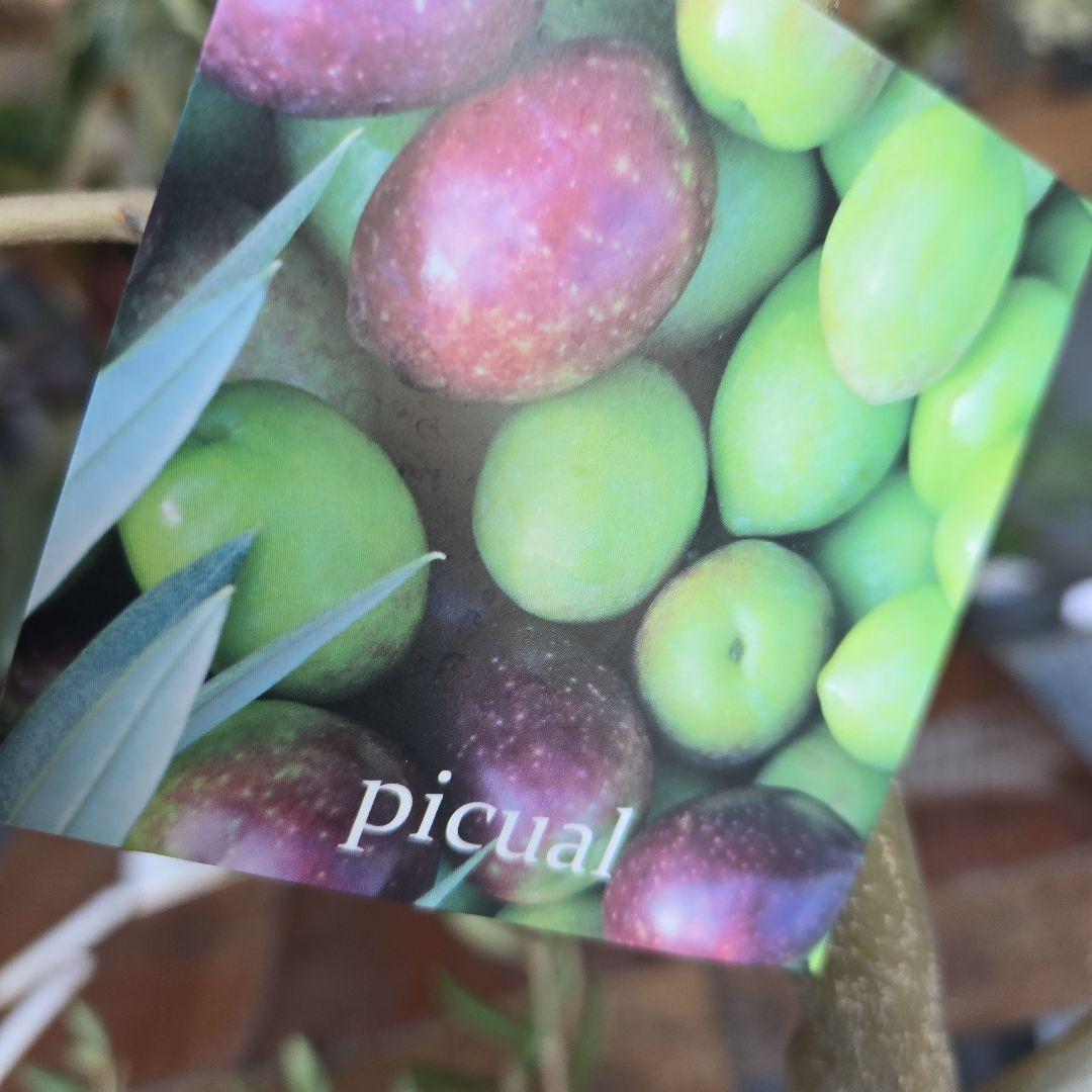 ⑪　オリーブの木　souju 「ピクアル」８号　特大苗木最高等級極上品‼️