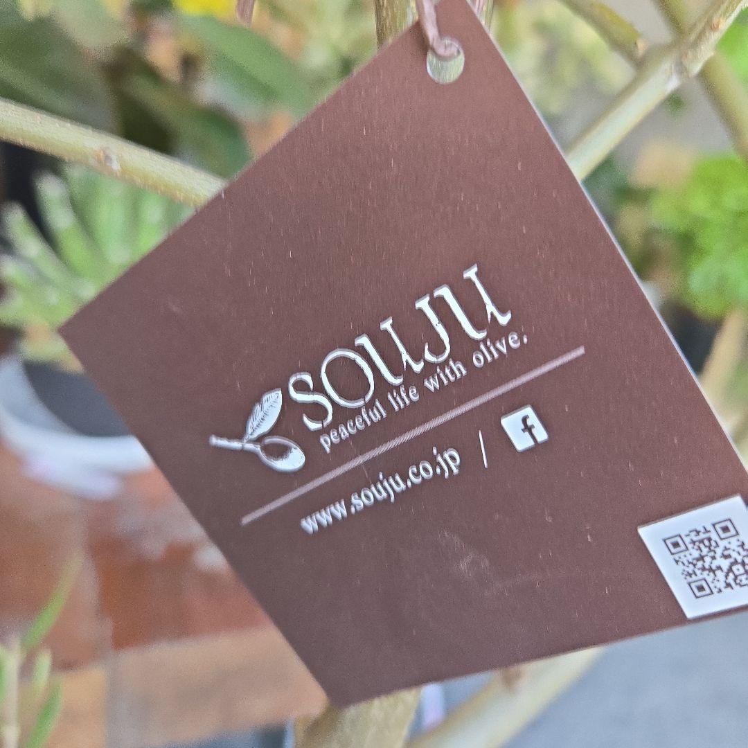 ⑪　オリーブの木　souju 「ピクアル」８号　特大苗木最高等級極上品‼️
