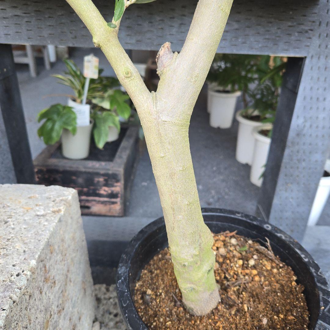 ⑪　オリーブの木　souju 「ピクアル」８号　特大苗木最高等級極上品‼️