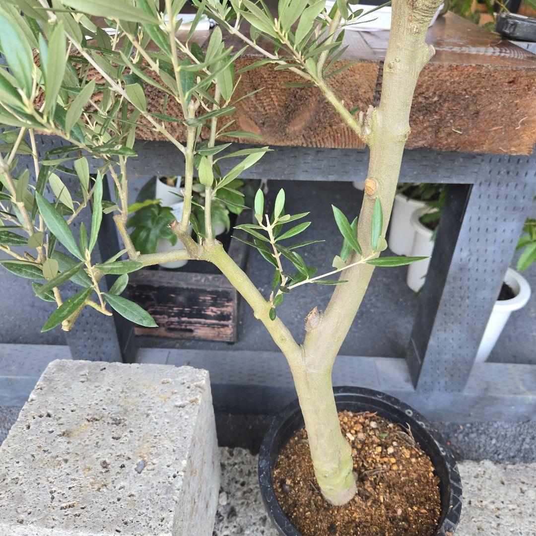 ⑪　オリーブの木　souju 「ピクアル」８号　特大苗木最高等級極上品‼️